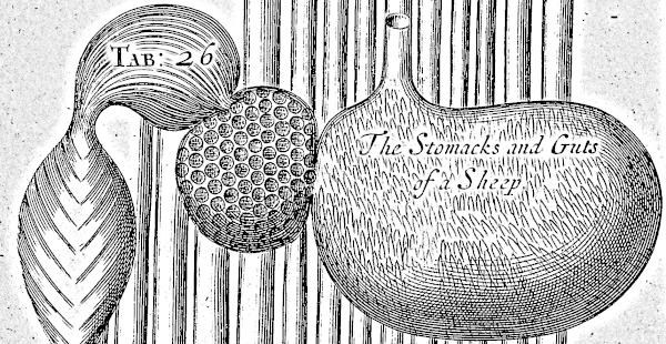 The Stomacks and Guts of a Sheep